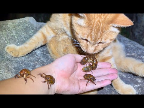 セミの幼虫は食べられる運命