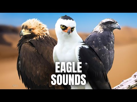 The SEVEN Eagles of the American Continent EXPOSED