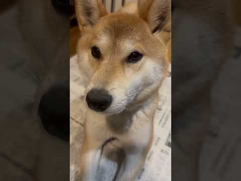 柴犬三太君　ちょっと何言ってるか分からない