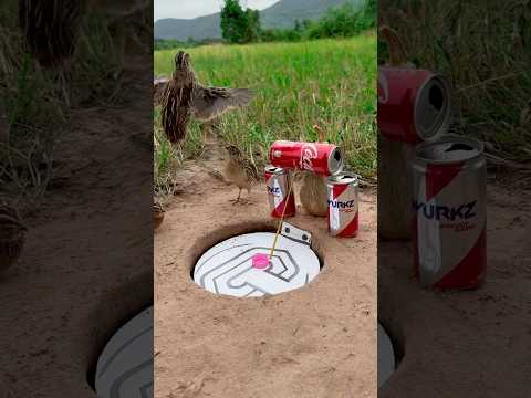 DIY Creative - Easy And Best Quail Trap Using Paper Box And Cans #shortsvideo