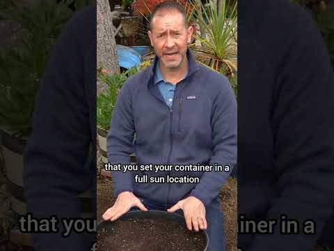 How To Plant Daffodils (Best Fall Daffodil Planting Tips)