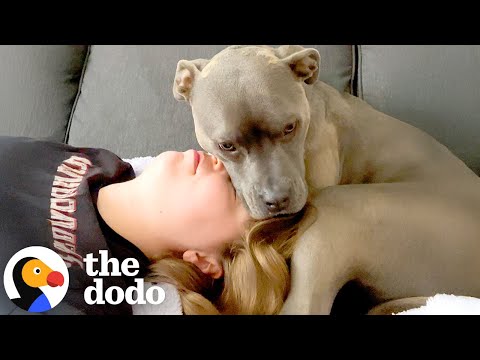 This Pittie Is Superglued To Her Mom | The Dodo