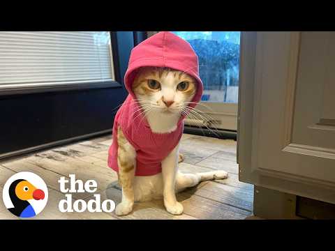 Cat Doctor Gets A DM About A Special Needs Cat In Dubai | The Dodo