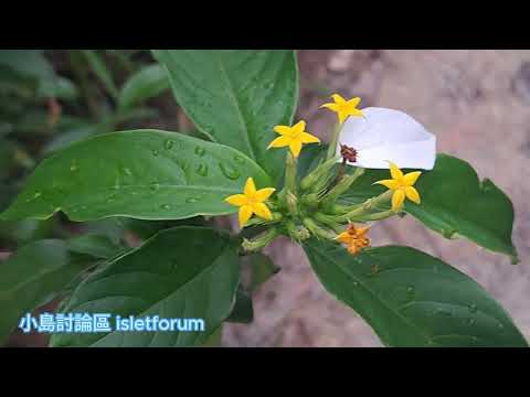 玉葉金花 Splash-of-white／Buddha's Lamp / Mussaenda pubescens mhp3822 may2024