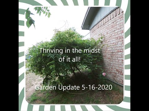 Weekly Garden Tour & Update 5-16-2020