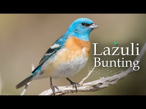 The Melodic Song of the Lazuli Bunting [Passerina amoena]