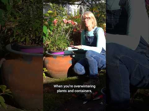 3 Easy Tips When Winterizing Your Container Plants!