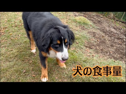 大型犬が食べる食事量はどれぐらい？