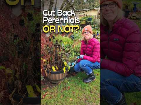 The RIGHT WAY to Cut Back Perennials to Feed Garden Wildlife #shorts #garden