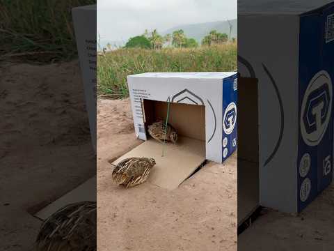 Easy Quail Trap #shorts