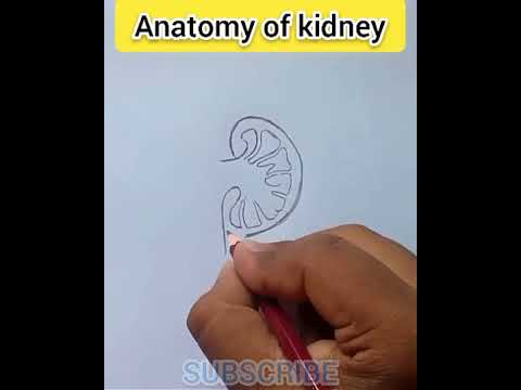 Kidney Structure Diagram | Anatomy of Kidney | #kidney #kidneydiagram #art #drawing