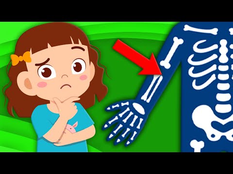 Learn About The Funny Bone! | Human Body Songs For Kids | KLT Anatomy