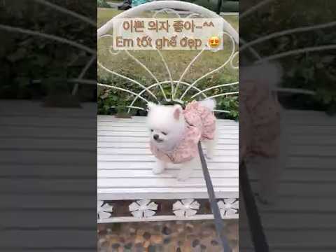 💕동영상에풀영상있어요💕 #설연휴 #tết #cutedog #cúncondễthương #강아지