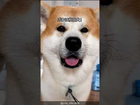 秋田犬の可愛すぎる解説 #shorts #akitainu