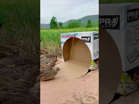 Really Good Quail Trap - Best Quail Trap Using Cardboard Box #shortsvideo #shorts