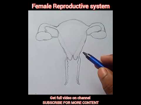 Female Reproductive System Diagram | #shorts #biology #biodiagram #femalereproductivesystem