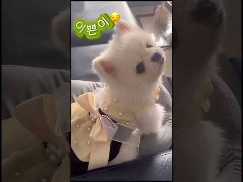 #이쁘니 #자존감 #cutedogvideos#포메라니안 #강아지