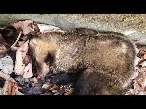 冬眠中のアナグマに出会いました😅