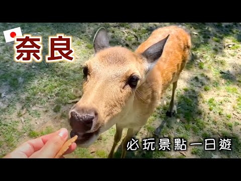 【奈良】鹿比人還要多的公園！給它們投食小鹿還會“鞠躬”感謝？