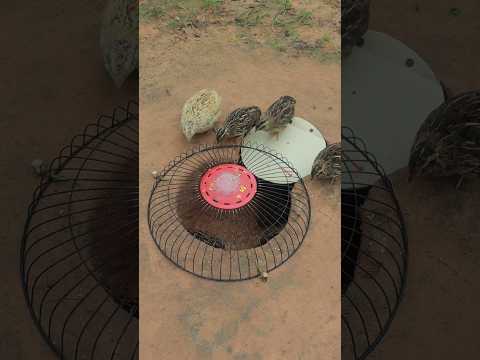 Amazing Auto Technique Quail Trap Processing With Underground Trapping #shorts #ytshorts #animaltrap