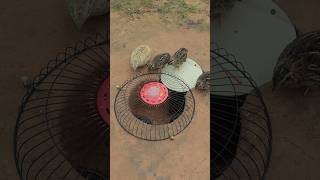 Amazing Auto Technique Quail Trap Processing With Underground Trapping #shorts #ytshorts #animaltrap