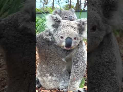 Cutest Australian Animals! Cute Koala 🐨 Cute Animals #shorts #oliverandlucas