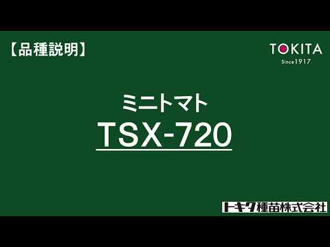 ミニトマト「サンチェリー７２０（TSX−720）」品種特性説明