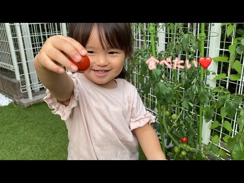 保育園帰りはトマトを食べたい2歳児