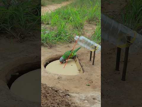 Survival Skills: SIMPLE and very USEFUL with cardboard parrot trap #survival #ytshorts #shorts