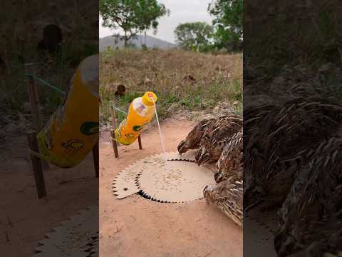 Really unique and creative quail trap #shorts