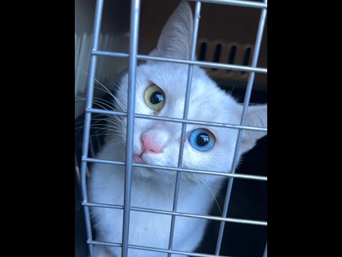 当我捡到一只落难猫公主后…… #异瞳猫#白猫#仙女猫#正能量