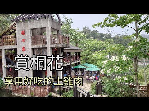 新竹峨眉桐花之旅（耕野月眉吃土雞、歇心茶樓賞油桐花）