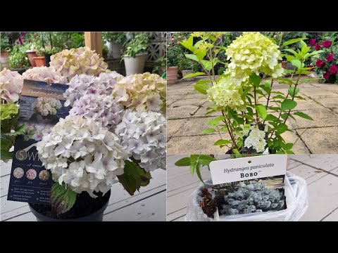 3 new Hydrangeas - Pandorra White Pink, Silver Dollar & Bobo