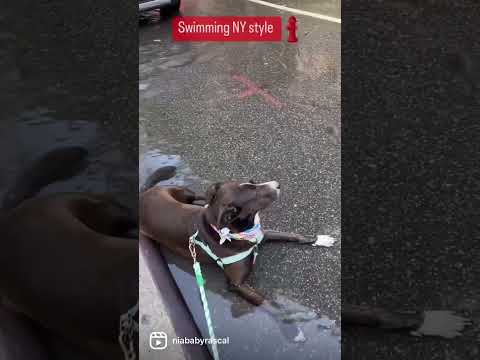 Swimming NY style. Why my dogg do this 🤣 #shahshorts #dayofshah #swimming #dogshorts #newyork #cool