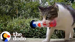 Cat Keeps Stealing Things From The Neighbors | The Dodo