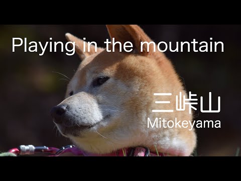 【早春の三峠山山麓】登山犬あおい🐕が見た千年の歴史の地🏔山鳥🦜にであって和犬が大興奮‼️森の京都ここに柴犬との人生あり‼playing in the mountain丹波の辛夷の山を駆ける山岳犬