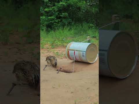 DIY Amazing Creativity Unique Effective Bird Trap - Quail Trap #ytshorts #shorts  #animaltrap