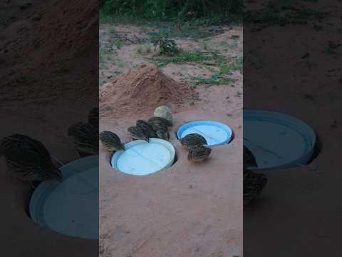 Amazing Creative Technique For Building Underground Quail Trap #birdtrap #animaltrap #birds #shorts