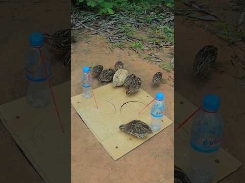 Simple Quick Amazing Underground Quail Trap Using Vital Bottle With Cardboard #shorts #survival