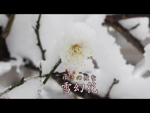 雪幻花（ゆきのはな） 石川さゆり