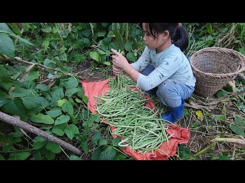 Poor girl, went to pick beans to sell