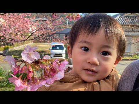 なんでも自分でやりたい1歳児11ヶ月坊やとみかんを搾る妊娠6ヶ月のオカン。