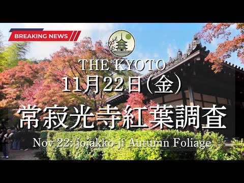 The autumn leaves situation at jojakko-ji on November 22 (Friday)