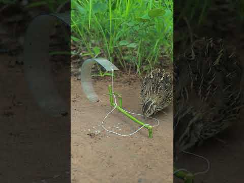 DIY Bird Trap Processing #amazingtrap #shorts #youtubeshorts