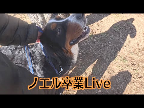 バーニーズ・ノエル卒業Live