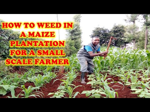 Weeding for maize for a small scale farmer