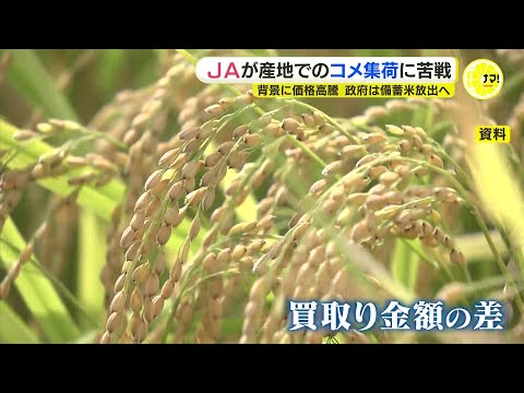 JAがコメ集荷に苦戦　背景に“米価格高騰”　民間との買取り金額に大きな差　農家の売り先選択肢増える　政府は備蓄米放出へ