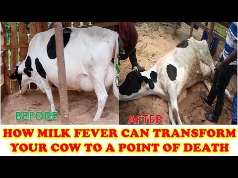 Effects of Milk Fever to Dairy Cows