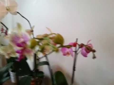 Beautiful  orchid flowers