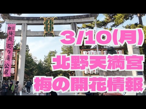 [KYOTO News]the plum blossoms at Kitano Tenmangu Shrine are in full bloom